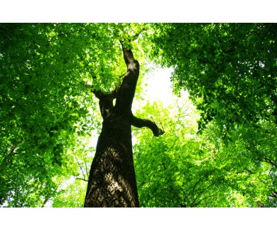 Фотообои Лес деревьев - вид на небо