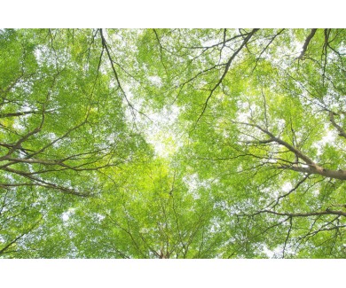 Фотообои Листва деревьев, закрывающая небо
