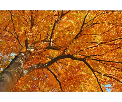 Фотообои Оранжевая листва бука