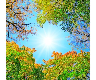 Фотообои Светящее сквозь деревья солнце