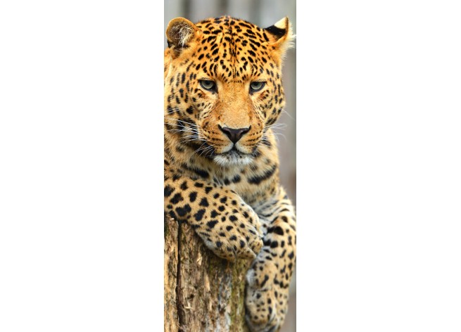 Наклейка на дверь Леопард