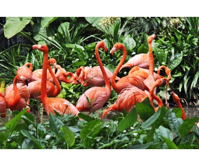 Фотообои  Стая фламинго в траве